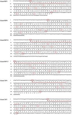 Functional Characterization of Olfactory Proteins Involved in Chemoreception of Galeruca daurica